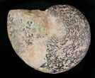 Iron Replaced Ammonite Fossil (Half) #23552-1